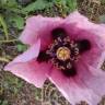 Fotografia 19 da espécie Papaver somniferum subesp. setigerum do Jardim Botânico UTAD