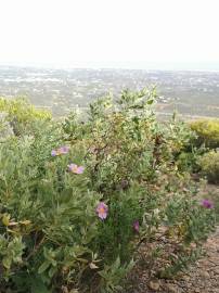 Fotografia da espécie Cistus albidus