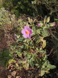 Fotografia da espécie Cistus albidus