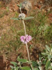 Fotografia da espécie Phlomis purpurea