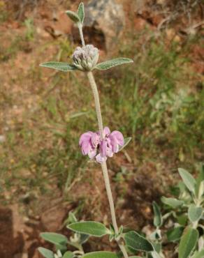 Fotografia 14 da espécie Phlomis purpurea no Jardim Botânico UTAD