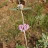 Fotografia 14 da espécie Phlomis purpurea do Jardim Botânico UTAD