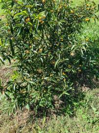 Fotografia da espécie Citrus japonica