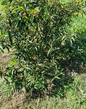Fotografia 5 da espécie Citrus japonica no Jardim Botânico UTAD
