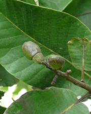 Fotografia da espécie Semecarpus anacardium