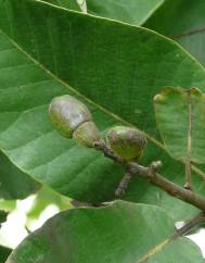 Semecarpus anacardium