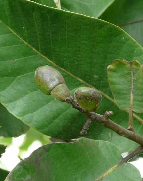 Fotografia 1 da espécie Semecarpus anacardium no Jardim Botânico UTAD