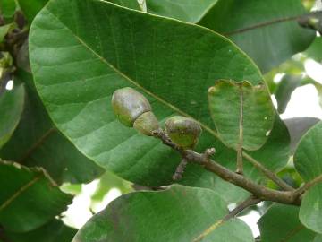 Fotografia da espécie Semecarpus anacardium