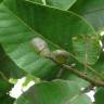 Fotografia 1 da espécie Semecarpus anacardium do Jardim Botânico UTAD