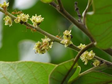 Fotografia da espécie Semecarpus anacardium