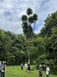 Fotografia da espécie Semecarpus anacardium