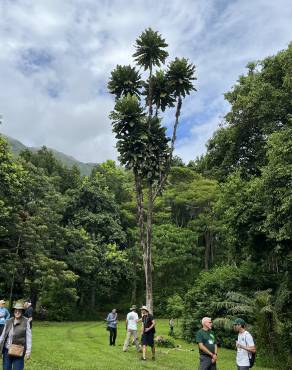 Fotografia 3 da espécie Semecarpus anacardium no Jardim Botânico UTAD