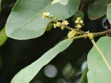 Fotografia da espécie Semecarpus anacardium