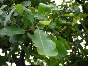 Fotografia da espécie Semecarpus anacardium