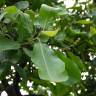 Fotografia 5 da espécie Semecarpus anacardium do Jardim Botânico UTAD