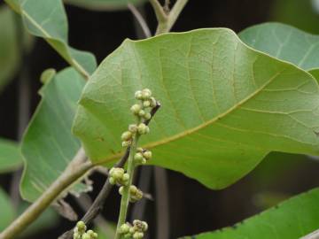 Fotografia da espécie Semecarpus anacardium