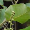 Fotografia 6 da espécie Semecarpus anacardium do Jardim Botânico UTAD