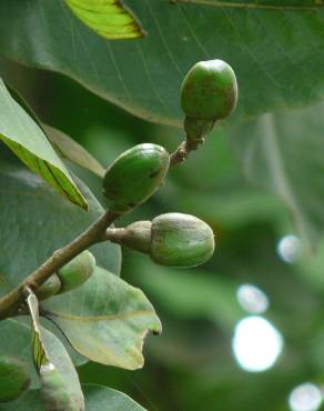 Fotografia 7 da espécie Semecarpus anacardium no Jardim Botânico UTAD