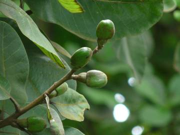 Fotografia da espécie Semecarpus anacardium