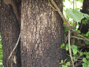 Fotografia da espécie Semecarpus anacardium