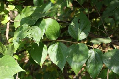 Fotografia da espécie Nyctanthes arbor-tristis