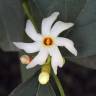Fotografia 3 da espécie Nyctanthes arbor-tristis do Jardim Botânico UTAD