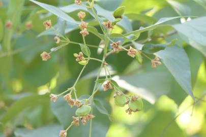 Fotografia da espécie Nyctanthes arbor-tristis