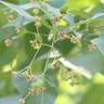 Fotografia 4 da espécie Nyctanthes arbor-tristis do Jardim Botânico UTAD