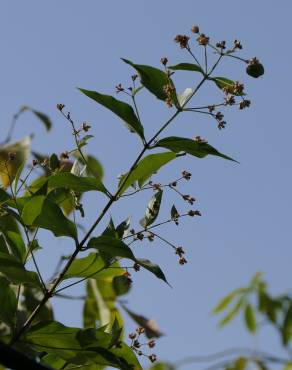 Fotografia 5 da espécie Nyctanthes arbor-tristis no Jardim Botânico UTAD