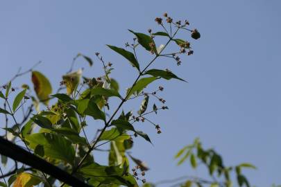 Fotografia da espécie Nyctanthes arbor-tristis