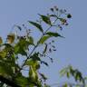 Fotografia 5 da espécie Nyctanthes arbor-tristis do Jardim Botânico UTAD
