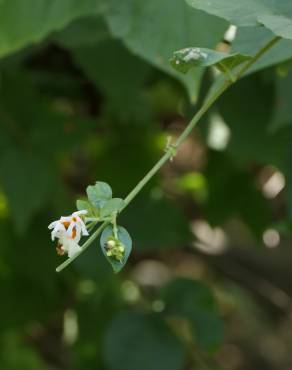 Fotografia 6 da espécie Nyctanthes arbor-tristis no Jardim Botânico UTAD