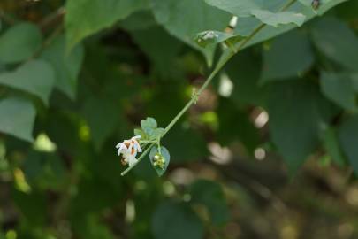 Fotografia da espécie Nyctanthes arbor-tristis