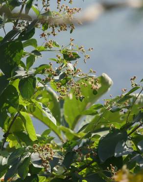 Fotografia 8 da espécie Nyctanthes arbor-tristis no Jardim Botânico UTAD