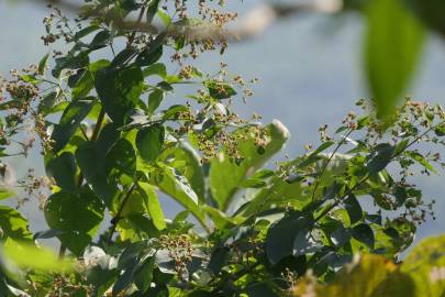 Fotografia da espécie Nyctanthes arbor-tristis