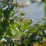 Fotografia 8 da espécie Nyctanthes arbor-tristis do Jardim Botânico UTAD