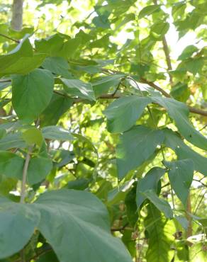 Fotografia 9 da espécie Nyctanthes arbor-tristis no Jardim Botânico UTAD