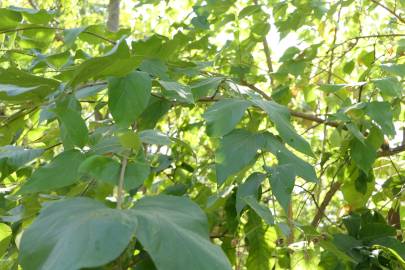 Fotografia da espécie Nyctanthes arbor-tristis