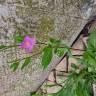 Fotografia 14 da espécie Oenothera rosea do Jardim Botânico UTAD