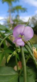 Fotografia da espécie Vigna unguiculata