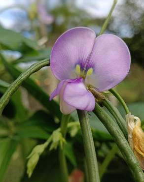 Fotografia 12 da espécie Vigna unguiculata no Jardim Botânico UTAD