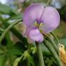 Fotografia 12 da espécie Vigna unguiculata do Jardim Botânico UTAD