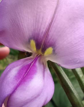 Fotografia 13 da espécie Vigna unguiculata no Jardim Botânico UTAD