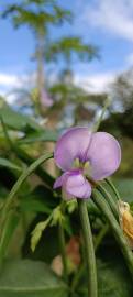 Fotografia da espécie Vigna unguiculata