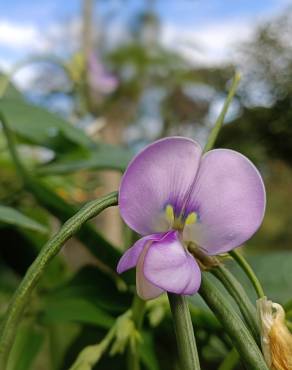 Fotografia 14 da espécie Vigna unguiculata no Jardim Botânico UTAD