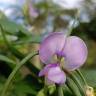 Fotografia 14 da espécie Vigna unguiculata do Jardim Botânico UTAD