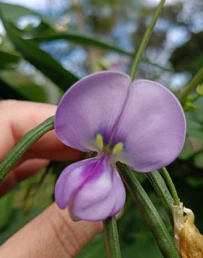 Fotografia 15 da espécie Vigna unguiculata no Jardim Botânico UTAD