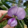 Fotografia 15 da espécie Vigna unguiculata do Jardim Botânico UTAD