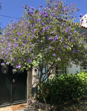 Fotografia 13 da espécie Lycianthes rantonnetii no Jardim Botânico UTAD