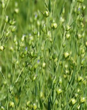 Fotografia 12 da espécie Linum usitatissimum no Jardim Botânico UTAD